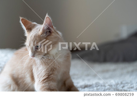 Norwegian Forest Cat 35 Norwegian Forest Cat 35 69808259