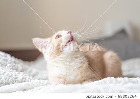 挪威森林貓40 挪威森林貓40 69808264