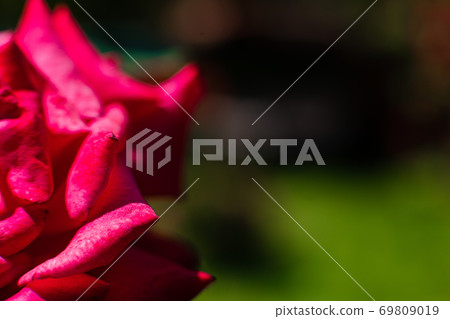 A piece of red flowers in the garden, a focus on 69809019