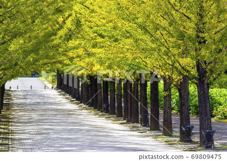A row of ginkgo trees in Azuma Sports Park, Fukushima City, Fukushima Prefecture A row of ginkgo trees in Azuma Sports Park, Fukushima City, Fukushima Prefecture 69809475