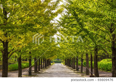 A row of ginkgo trees in Azuma Sports Park, Fukushima City, Fukushima Prefecture 69809476