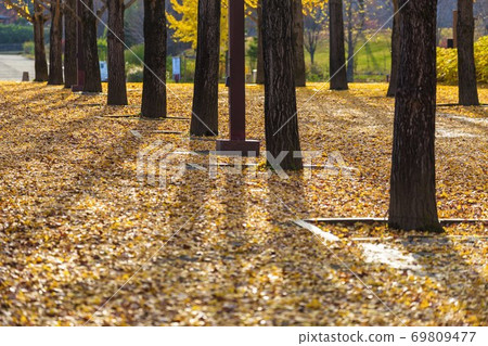 A row of ginkgo trees in Azuma Sports Park, Fukushima City, Fukushima Prefecture 69809477