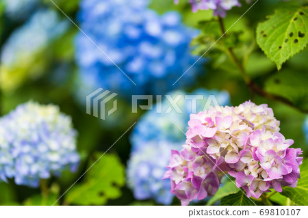 Hydrangea flower Ogawara Town, Miyagi Prefecture Hydrangea flower Ogawara Town, Miyagi Prefecture 69810107