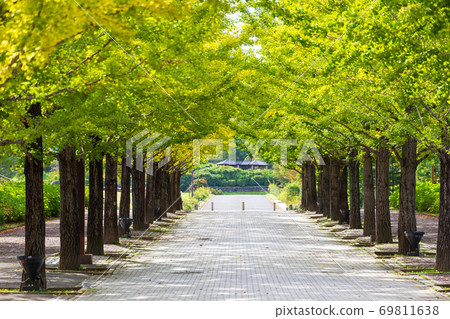 A row of ginkgo trees in Azuma Sports Park, Fukushima City, Fukushima Prefecture 69811638