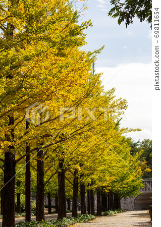 A row of ginkgo trees in Azuma Sports Park, Fukushima City, Fukushima Prefecture A row of ginkgo trees in Azuma Sports Park, Fukushima City, Fukushima Prefecture 69811654
