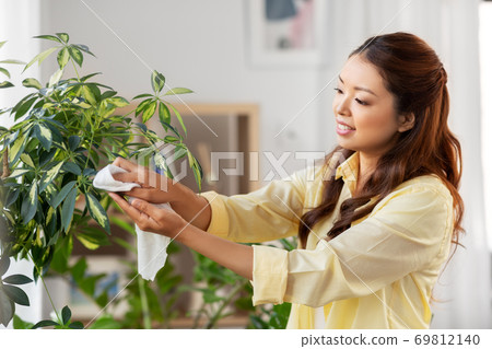 happy asian woman cleaning houseplant happy asian woman cleaning houseplant 69812140