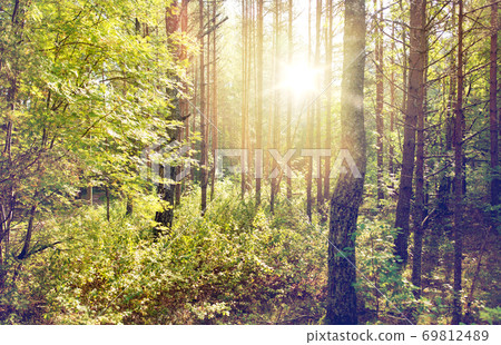 mixed summer forest mixed summer forest 69812489