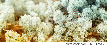 close up of reindeer lichen moss 69812587