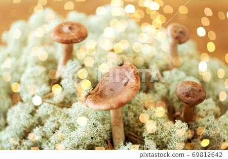 lactarius rufus mushrooms in reindeer lichen moss 69812642