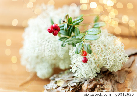 close up of cowberry and reindeer lichen moss close up of cowberry and reindeer lichen moss 69812659