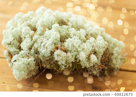 close up of reindeer lichen moss close up of reindeer lichen moss 69812673