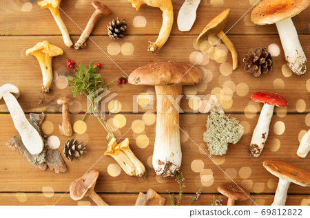 different edible mushrooms on wooden background different edible mushrooms on wooden background 69812822
