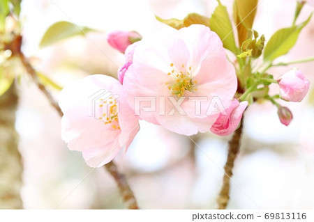 Go cart return Mikurumagaeshi pink cherry blossoms 69813116