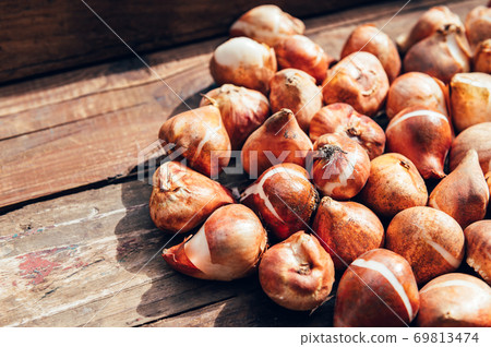 Tulip bulbs ready to be planted 69813474