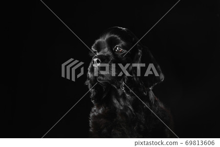Studio shot of american cocker spaniel on black studio background Studio shot of american cocker spaniel on black studio background 69813606