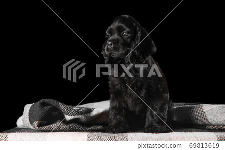 Studio shot of american cocker spaniel on black studio background 69813619