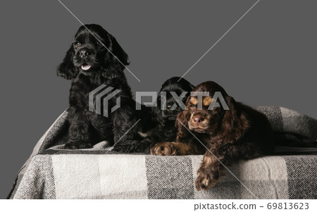 Studio shot of american cocker spaniel on grey studio background Studio shot of american cocker spaniel on grey studio background 69813623