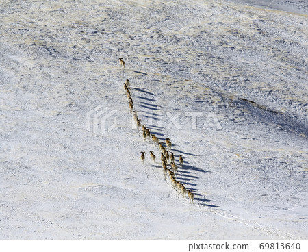 Young male mountain sheep climb the mountain slope. Young male mountain sheep climb the mountain slope. 69813640