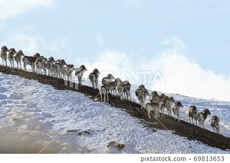 Marco Polo's argali on a snow-covered mountainside looks one way. Marco Polo's argali on a snow-covered mountainside looks one way. 69813653