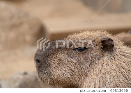 Mr. Capybara - Stock Photo [69813666] - PIXTA