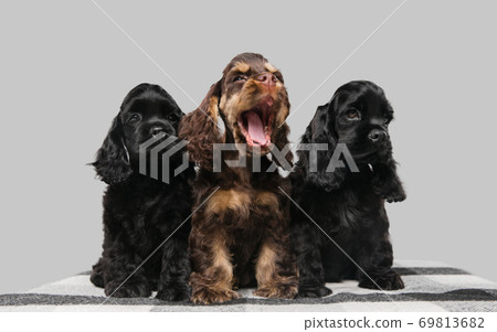 Studio shot of american cocker spaniel on grey studio background Studio shot of american cocker spaniel on grey studio background 69813682