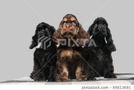 Studio shot of american cocker spaniel on grey studio background Studio shot of american cocker spaniel on grey studio background 69813691
