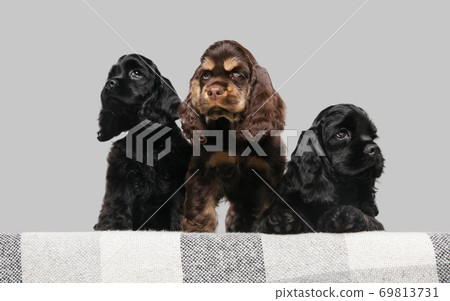 Studio shot of american cocker spaniel on grey studio background 69813731