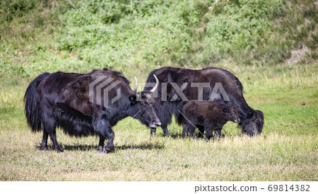 Yak cows with a calf graze on a green meadow. Yak cows with a calf graze on a green meadow. 69814382