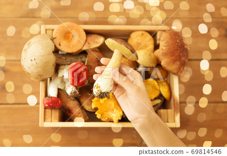 hand holding boletus over box of edible mushrooms hand holding boletus over box of edible mushrooms 69814546