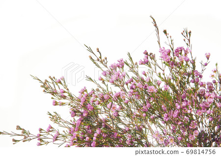 Chamelaucium uncinatum. Floral border. Chamelaucium uncinatum. Floral border. 69814756