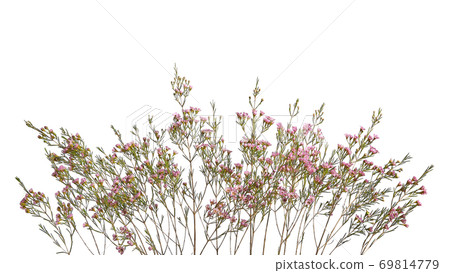 Chamelaucium uncinatum. Floral border. Chamelaucium uncinatum. Floral border. 69814779