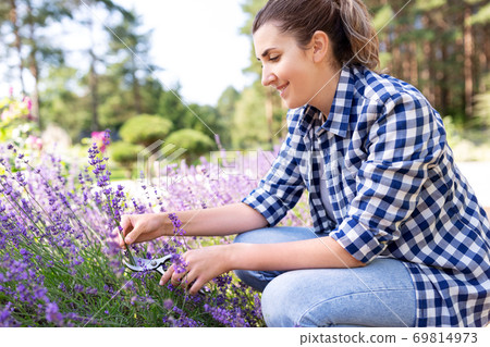 woman with picking lavender flowers in garden woman with picking lavender flowers in garden 69814973