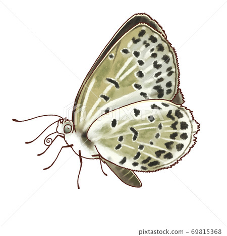 Real-style butterfly Yamato Shijimi Real-style butterfly Yamato Shijimi 69815368