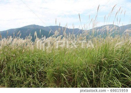 Sengokuhara Susuki Prairie 69815959