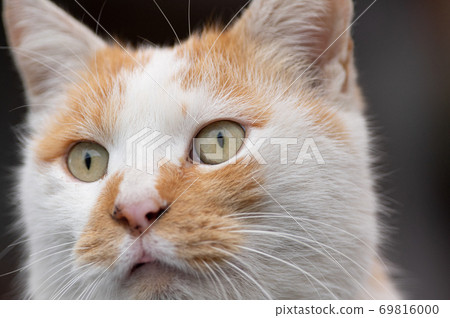 Gaze at the white tea cat Gaze at the white tea cat 69816000