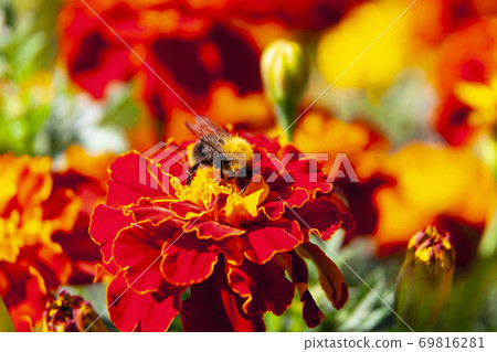 Bumblebee collects nectar and pollinates the flower Bumblebee collects nectar and pollinates the flower 69816281