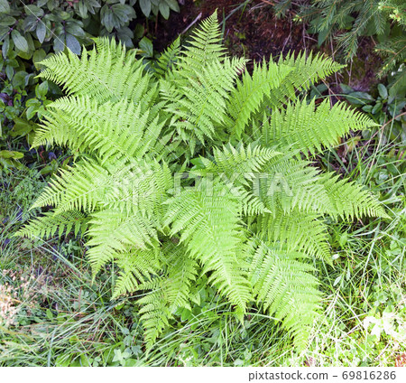 Female fern is a typical wild-growing specimen of a female Stalk Bush Female fern is a typical wild-growing specimen of a female Stalk Bush 69816286
