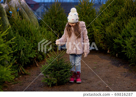 little girl choosing christmas tree at market little girl choosing christmas tree at market 69816287