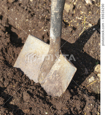 Shovel is stuck in the ground in the garden bed. Shovel is stuck in the ground in the garden bed. 69816290