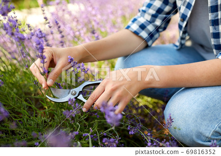 woman with picking lavender flowers in garden woman with picking lavender flowers in garden 69816352