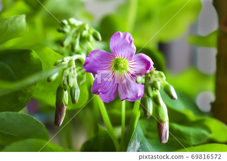 Flower Flower 69816572