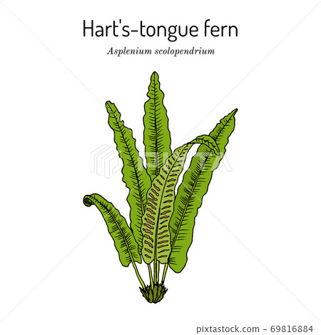 Harts-tongue fern Asplenium scolopendrium , ornamental and medicinal plant 69816884