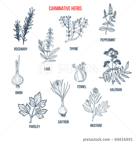 Carminative herbs. Hand drawn vector set 69816891