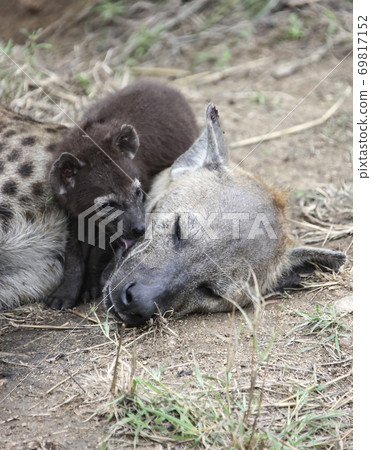 Spotted hyena puppy licks its mother's head. Spotted hyena puppy licks its mother's head. 69817152