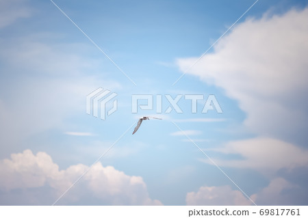 seagull flying alone in the sky seagull flying alone in the sky 69817761