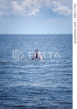 bryde's whale watching in gulf of thailand 69817762