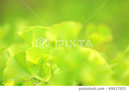 Autumn colors in Shiga prefecture, green park, ginkgo trees, autumn, water drops [September] 69817835