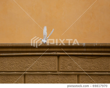 White dove flying against a background of an old brick wall. Bird flies down. High quality photo 69817970