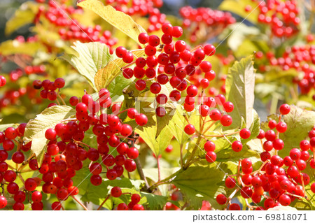 Plants, nature, autumn leaves, autumn in Japan, autumn in Hokkaido, Hokkaido, landscape, outdoors, leaves, fruits 69818071