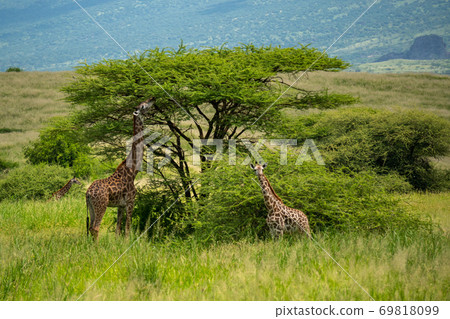 Wild Giraffes in North Tanzania Arusha Region, Coast of Lake Natron Grazing in a Bush Under big Acacia in savannah at spring 69818099